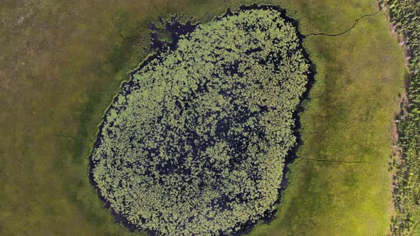 Alaskan big swamp covered with green grass, bog moss, and flowers with a small pond in the middle -