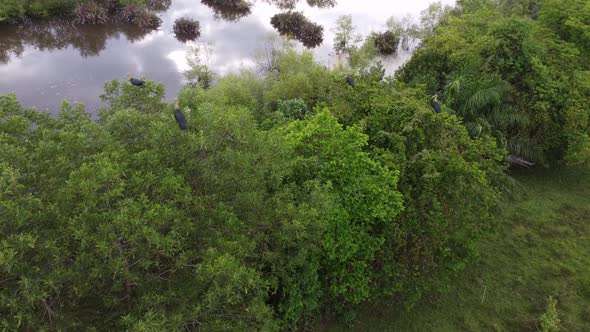 Aerial view lesser adjutant birds rest at tree