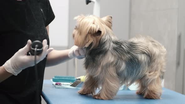 Professional Haircut and Dog Care Yorkshire Terrier in the Grooming Salon