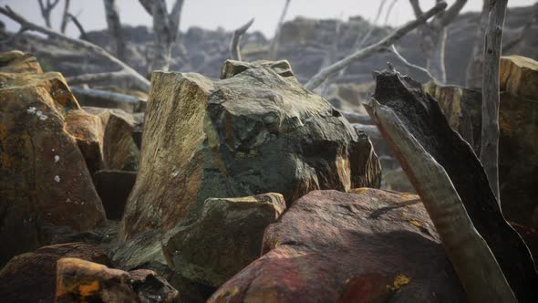 Lava Stone Field with Dead Trees and Plants