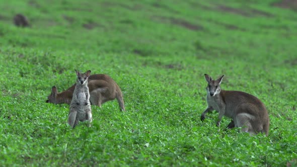 Group of Wallabies on a grass field