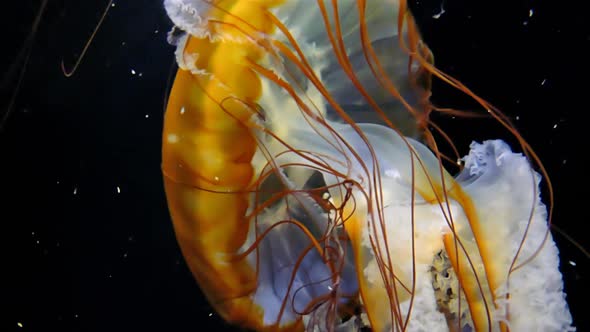 Jellyfish Underwater on Black