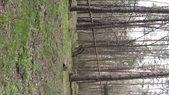 Vertical Video of Beautiful Forest Landscape Aerial View