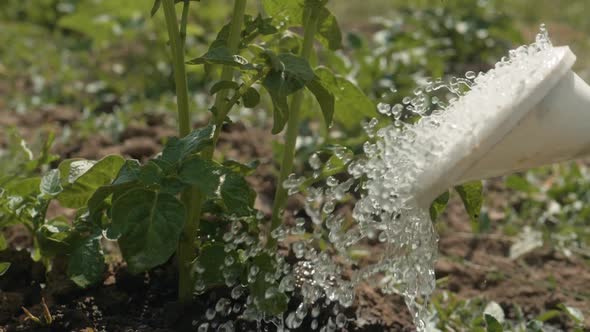 Watering Vegetables with Sprinkling Can on Farm. Farmer Giving Water To the Crops with Watering Can