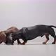 Two Dachshund Dog Puppies Pick Food From the Opposite Sides of the Frame on a Seamless White Studio - VideoHive Item for Sale