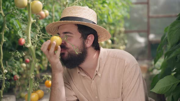 Side View of Happy Bearded Male Farmer Smelling Yellow Tomatos on Stem in Greenhouse Smiling