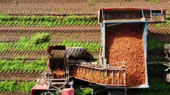 Carrot Harvest in Farm Land.