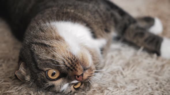 Thoroughbred Cat Lying on the Carpet Head Down