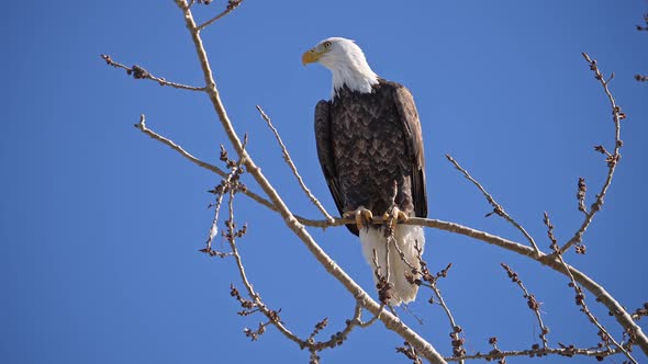 Bald Eagle watching in the distance as it takes off from tree branch