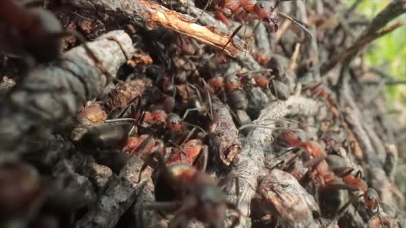 Wild Ant Hill in the Forest