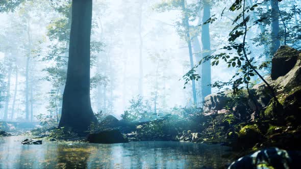 Forest with Pond and Mist with Sunrays