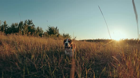 Happy Beagle Puppy Running to Camera