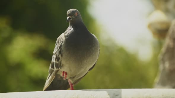 A pigeon looks at the camera curiously.