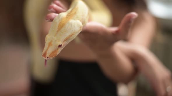 Female hands are holding a python. Snake game