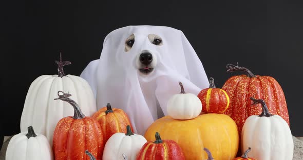 Funny Dog in Halloween Costume