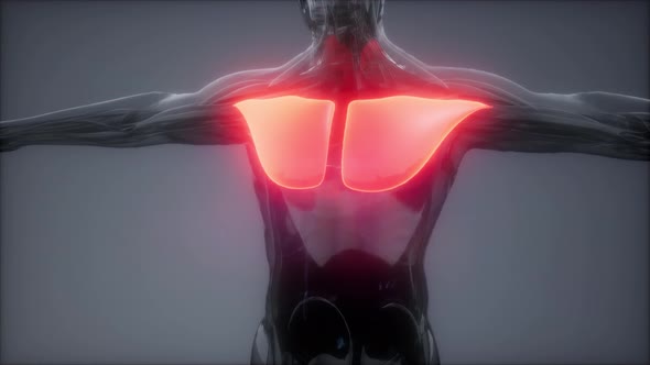 Pectorsl Muscule - Visible Muscle Anatomy Map alt