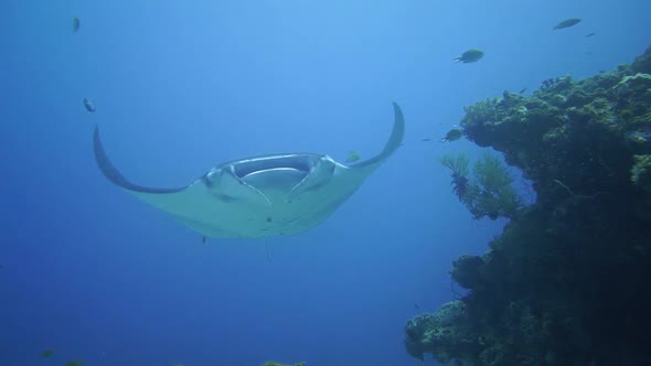 a mantaray is hovering over a coral bommie to get cleaned by fish