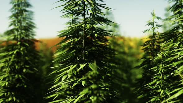 Green Canabis on Marihuana Field Farm alt