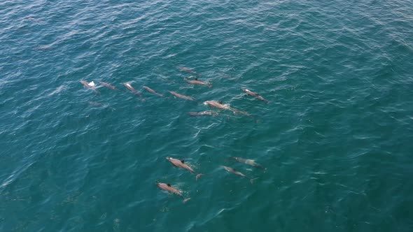 Dolphin pod group swimming in the Maldives islands blue ocean water, Aerial top view pan left shot