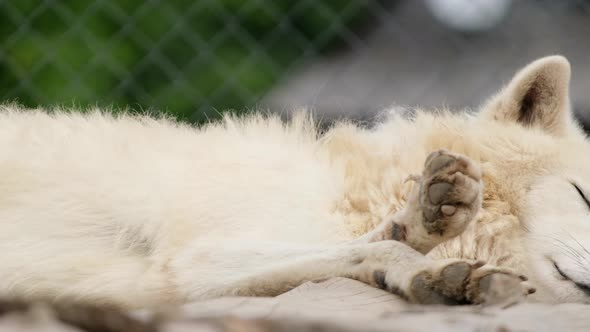 The white wolf rests and looks sideways warily.