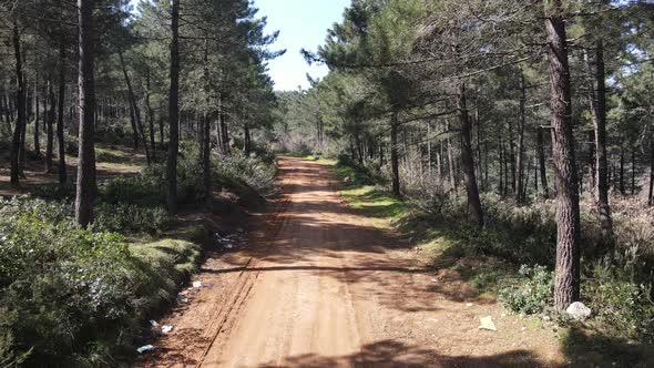 Aerial View Forest Road