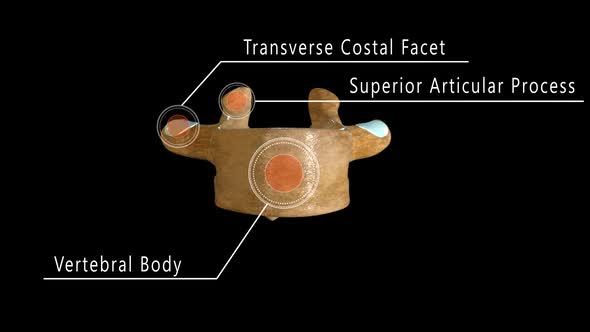 Thoracic Vertebrae Anatomy Labeled