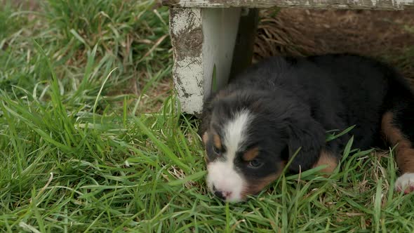 Adorable burnese mountain dog rests his head in a bundle of grass while laying under a front porch s