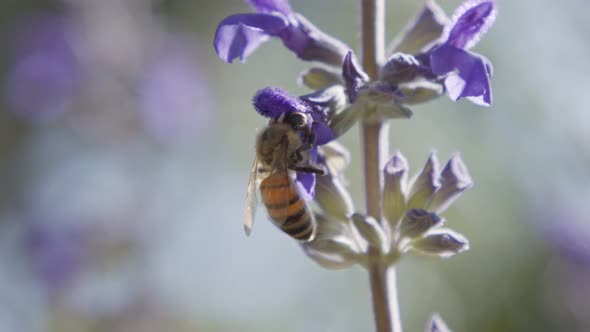 Slow motion of a honey bee drinking nectar and collecting pollen from a purple flower