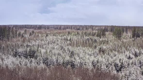 Snow flight over a snow covered and at some places still green forest from a drone flying forward ov