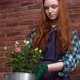 Beautiful Redhead Girl Looking After Flowers - VideoHive Item for Sale