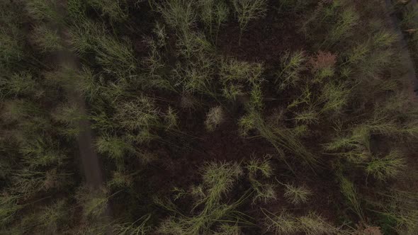 Aerial view that moves down towards the forest crown of an european forest without leaves