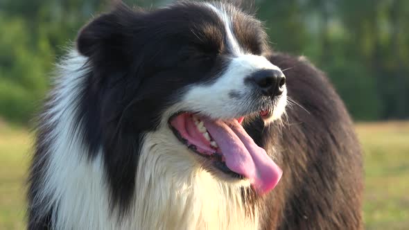 A Border Collie Stands in a Meadow in a Forest and Looks Around - Closeup