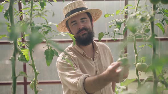 Front View Portrait of Cheerful Bearded Caucasian Man Looking at Raw Green Tomato Smiling