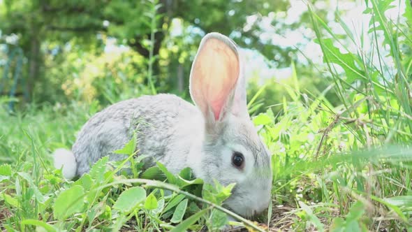 Cute Fluffy Light Gray Easter Bunny with Big Ears Sits Green Meadow Sunny Weather Eats Young Soybean