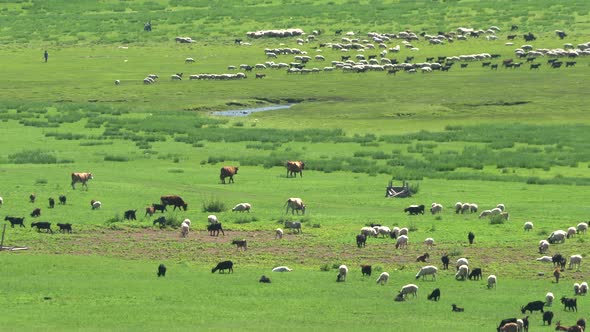 Herds of Mixed Livestock Grazing in the Vast Meadow