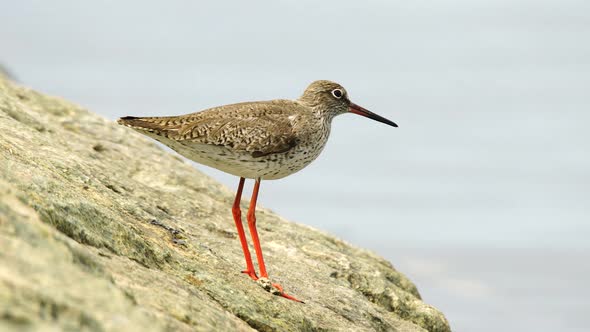 Common Redshank