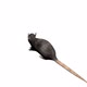 Rat Looped - VideoHive Item for Sale