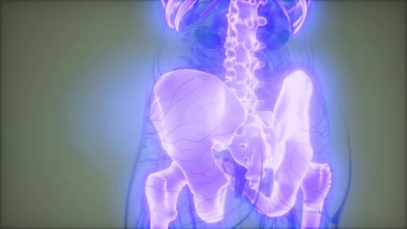 Transparent Human Body with Visible Bones alt