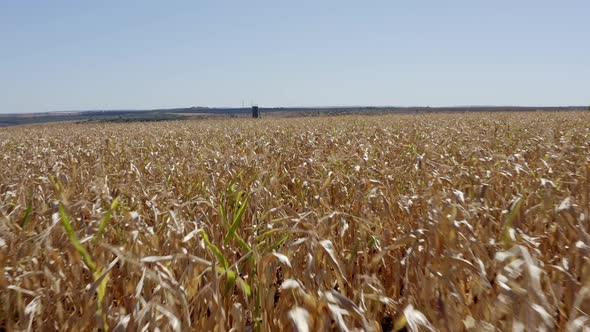 Agriculture field Aerial Drone Footage