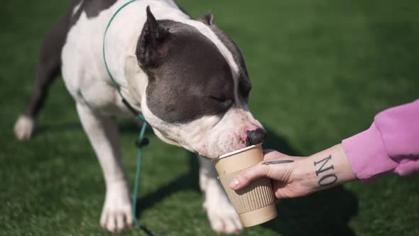 American Staffordshire Terrier Drinking Coffee From Paper Cup in Tattooed Female Caucasian Hand