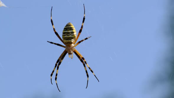 Spider Closeup on a Web Against a Blue Sky Argiope Bruennichi