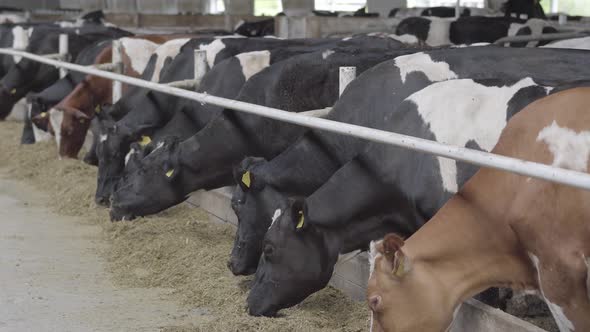 Calves Feeding Process on Modern Farm. Close Up Cow Feeding on Milk Farm. Cow on Dairy Farm Eating