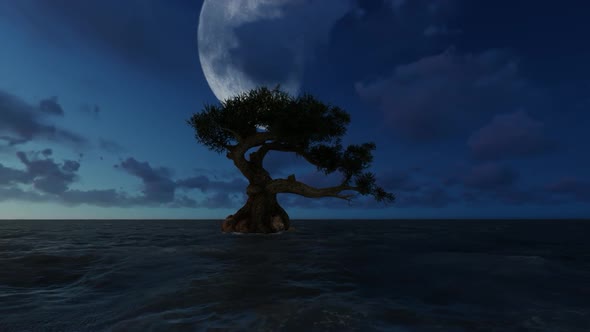 Trees grow in the middle of the sea at night