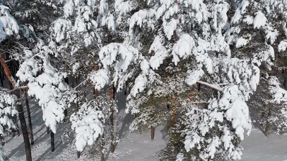 Flying Over a Snowy Winter Forest on a Sunny Day