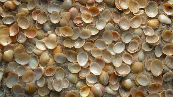 Small Seashells On The Sand