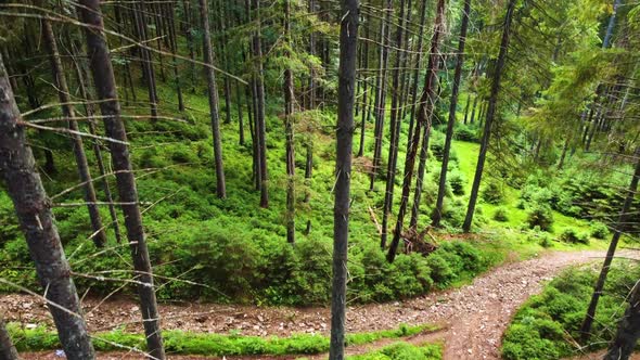 Green Forest at Spring Magical Powerful Trees in the Morning Time Charming and Powerful Trees