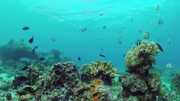 Coral Reef and Tropical Fish. Panglao, Philippines.