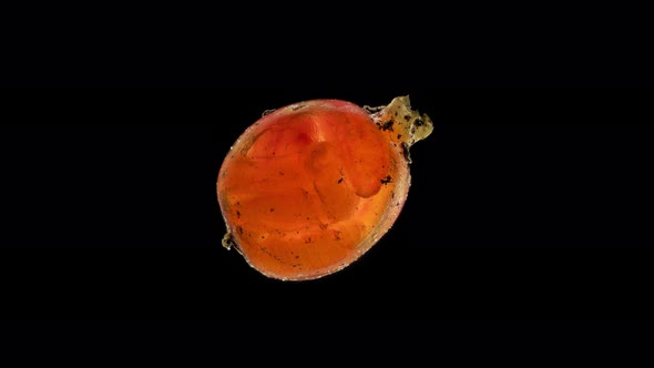 Movement of Young Worms in a Cocoon Under a Microscope Family Lumbricidae