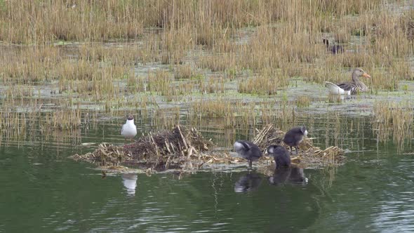 Black-headed Gull Family