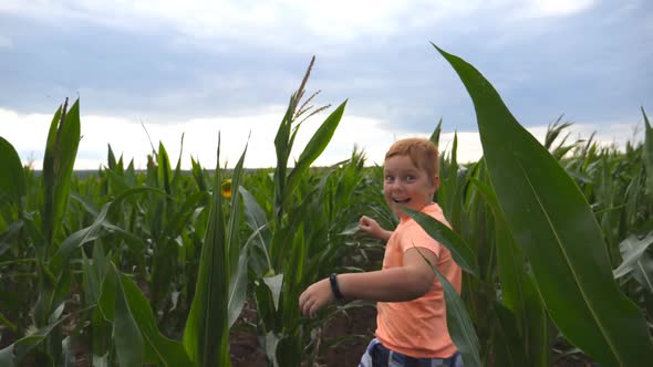 Happy Small Red-haired Boy Running Through Corn Field, Turning To Camera and Smiling. Cute Little